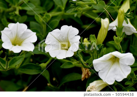 White Calibrachoa Blooming in Mitaka Nakahara White Calibrachoa Blooming in Mitaka Nakahara 50594438