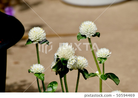 開花在三鷹中原的白色Sennichikou 開花在三鷹中原的白色Sennichikou 50594469
