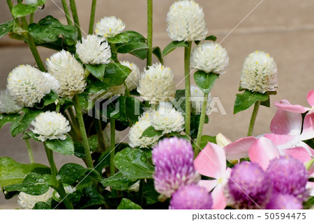 開花在三鷹中原的白色Sennichikou 50594475