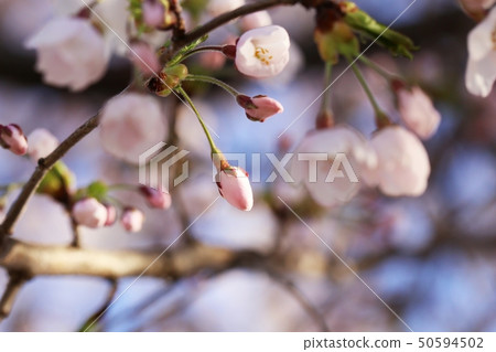 Cherry buds Cherry buds 50594502