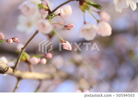 Cherry buds Cherry buds 50594503