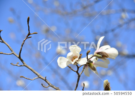 Blue sky and Kobushi flower 50594550