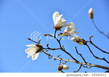 Blue sky and Kobushi flower Blue sky and Kobushi flower 50594551