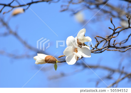 Blue sky and Kobushi flower Blue sky and Kobushi flower 50594552