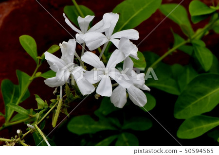 White Ruri Matsuri blooming in Mitaka Nakahara 50594565