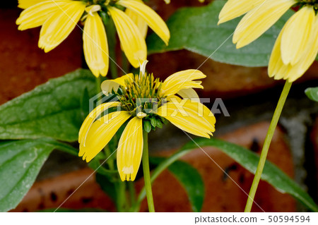Yellow Echinacea blooming in Mitaka Nakahara 50594594