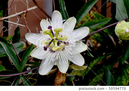 開花在三鷹中原的西番蓮花 50594778