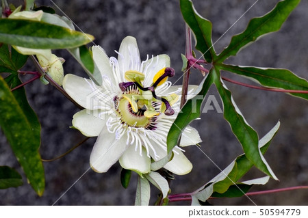 開花在三鷹中原的西番蓮花 50594779