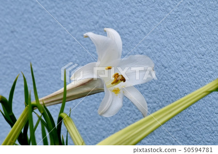 在Mikasa Nakahara盛開的白百合百合 50594781