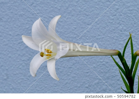 在Mikasa Nakahara盛開的白百合百合 50594782