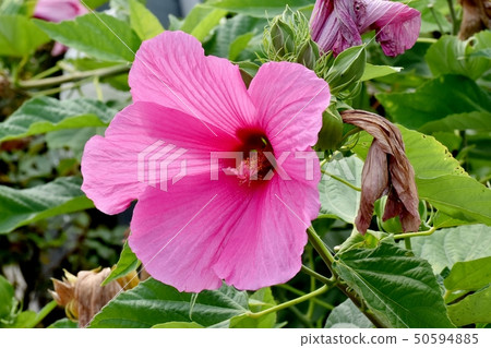 盛開在三鷹中原的桃紅色美國人Fuyo 盛開在三鷹中原的桃紅色美國人Fuyo 50594885