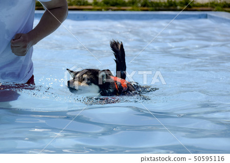 Black sea bream swimming in the pool Black sea bream swimming in the pool 50595116