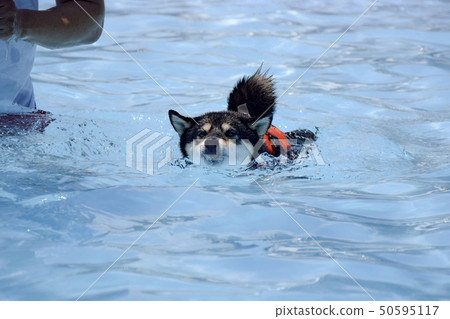 Black sea bream swimming in the pool Black sea bream swimming in the pool 50595117