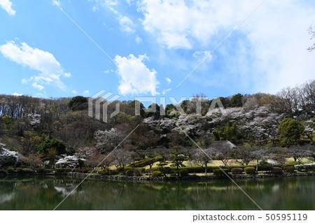 Machida Yakushi pond park cherry tree Machida Yakushi pond park cherry tree 50595119