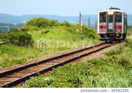 火車在主要花卉園中運行 50595295