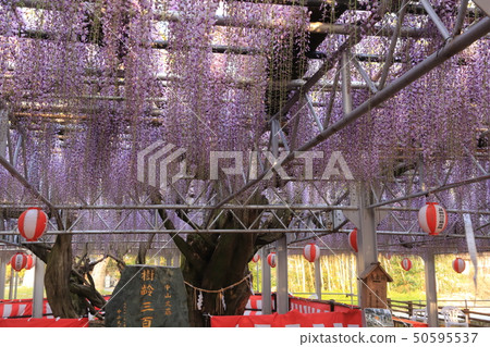 Yanagawa City Nakayama Ofuji Festival Yanagawa City Nakayama Ofuji Festival 50595537