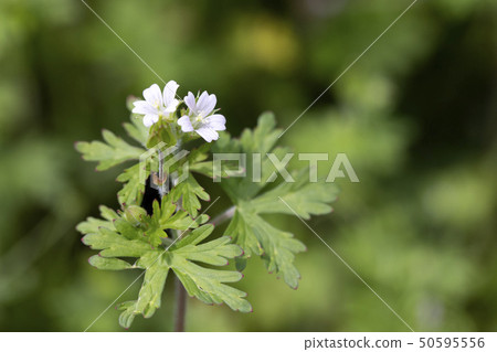  America Furo 50595556