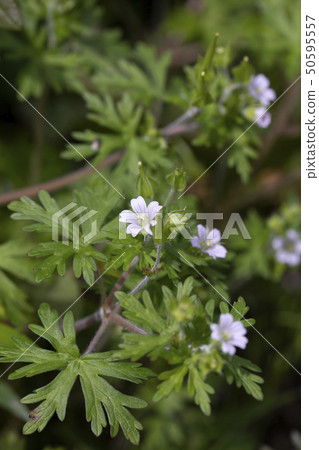  America Furo 50595557