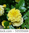 黃玫瑰 50595684