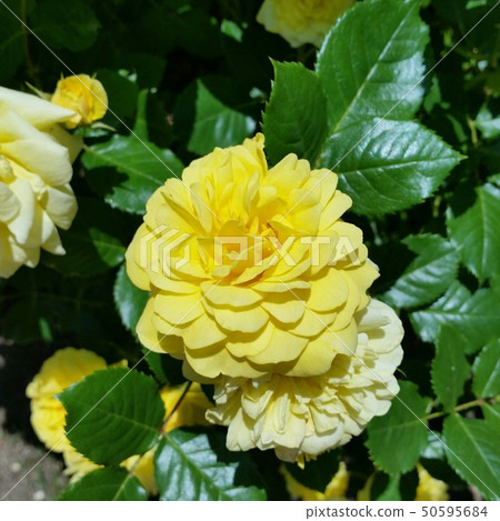 黃玫瑰 50595684