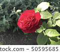 一朵紅玫瑰 50595685