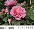 粉紅玫瑰 50595686