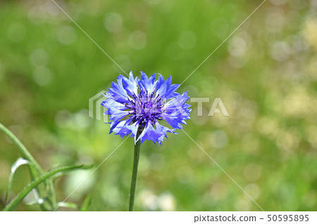 Yagurumagiku（Yagurugiku） 50595895