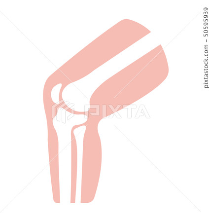 Knee joint cross section illustration illustration (femur and tibia) 50595939