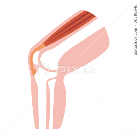 Knee joint Cross-sectional illustration illustration (without letter) 50595946