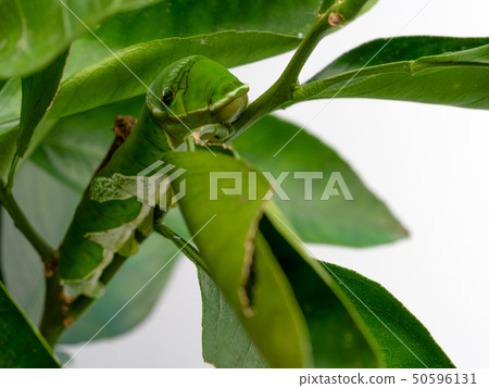 Caterpillar Swallowtail Butterfly 50596131