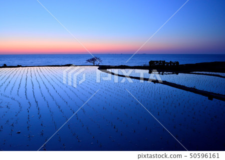 Sunset of White rice Senjita 50596161