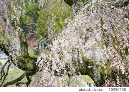 Matabe-Ezakura in full bloom Matabe-Ezakura in full bloom 50596308