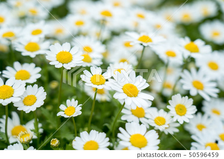 瑪格麗特 50596459