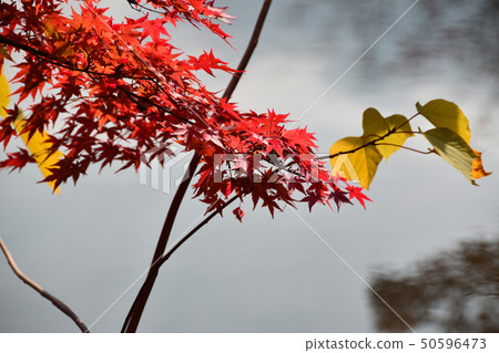 Autumn leaves 50596473