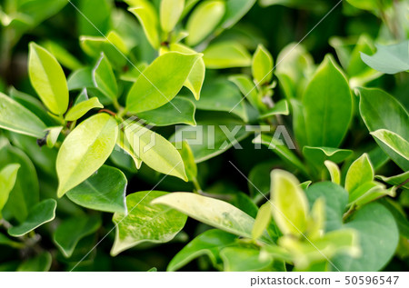 Green fresh green leaves background on the vintage 50596547