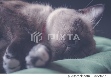 portrait home gray cat resting in a sofa portrait home gray cat resting in a sofa 50596548