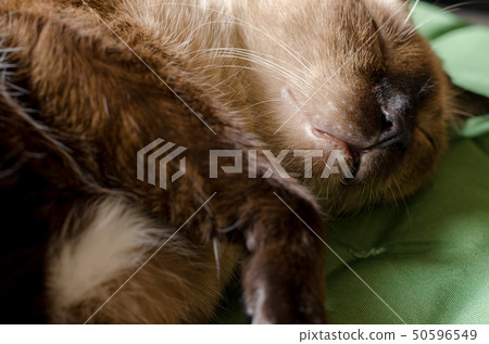 portrait home gray cat resting in a sofa 50596549