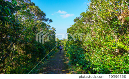 步行在綠樹環繞的長廊上,綠樹環繞的綠色植被1-Walkway 步行在綠樹環繞的長廊上,綠樹環繞的綠色植被1-Walkway 50596868