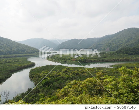 Mangrove @ Kekeirumajima 50597140