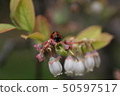 Ladybird 50597517