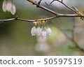 Blueberry flowers 50597519
