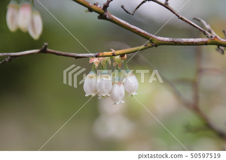 Blueberry flowers 50597519