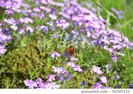 白蝴蝶和Shibazakura 50597533