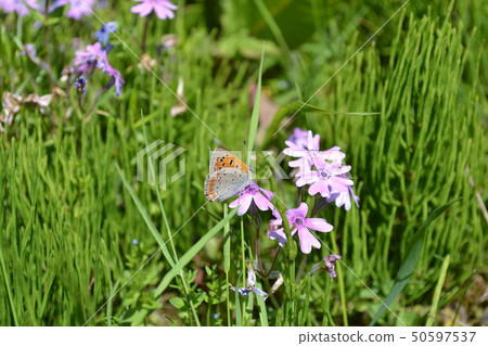 白蝴蝶和Shibazakura 50597537