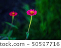 Magenta flower 50597716