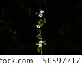White flower 50597717