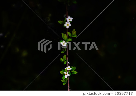 White flower White flower 50597717