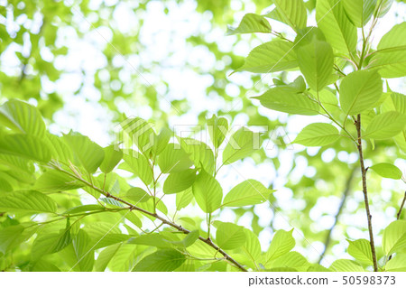 Fresh green and eco-image of early summer 50598373