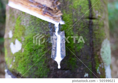 Fresh milky latex extracted drop from rubber tree. 50599021