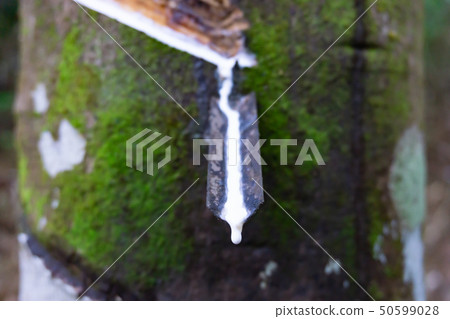 Fresh milky latex extracted drop from rubber tree. 50599028